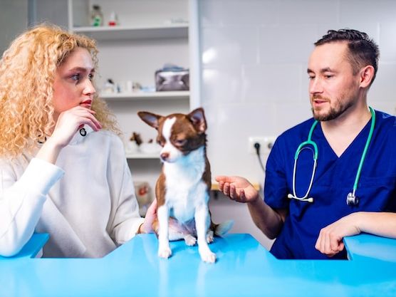 Jak przygotować psa na wizytę u weterynarza bez stresu – skuteczne metody i porady