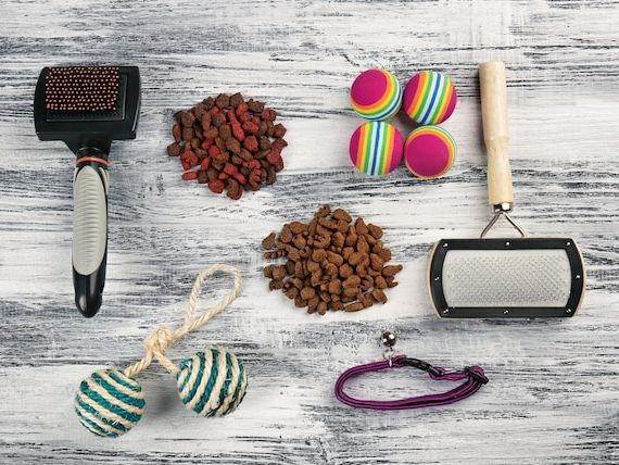 Najlepsze akcesoria dla psów małych ras w 2026 – praktyczny przewodnik