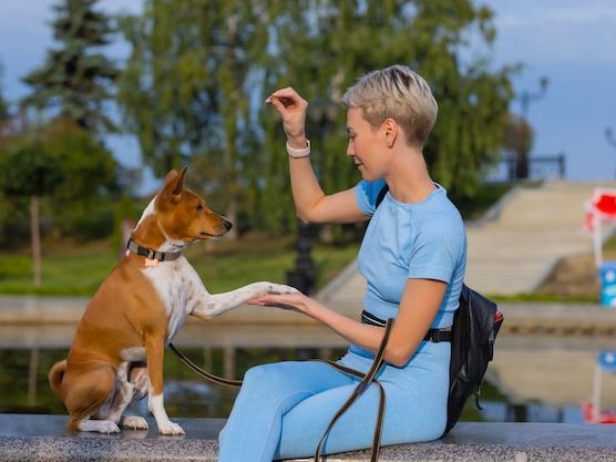 Trening szczeniąt – sprawdzone metody i techniki na efektywne wychowanie psa